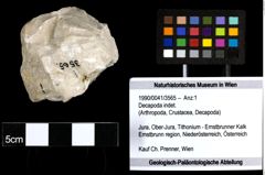 Foto (Objekt + Etiketten) von Decapoda indet. 